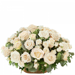 Rosae