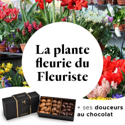 Plante fleurie du fleuriste & Douceurs au chocolat