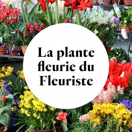 Fleurie-Pflanze aus dem Floristen