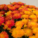 Duo de chrysanthème multicolores petites fleurs