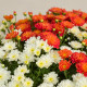 Duo de chrysanthème multicolores petites fleurs
