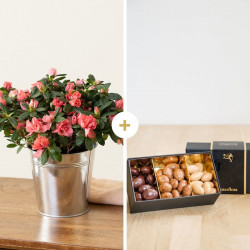 Azalée rose et ses amandes au chocolat